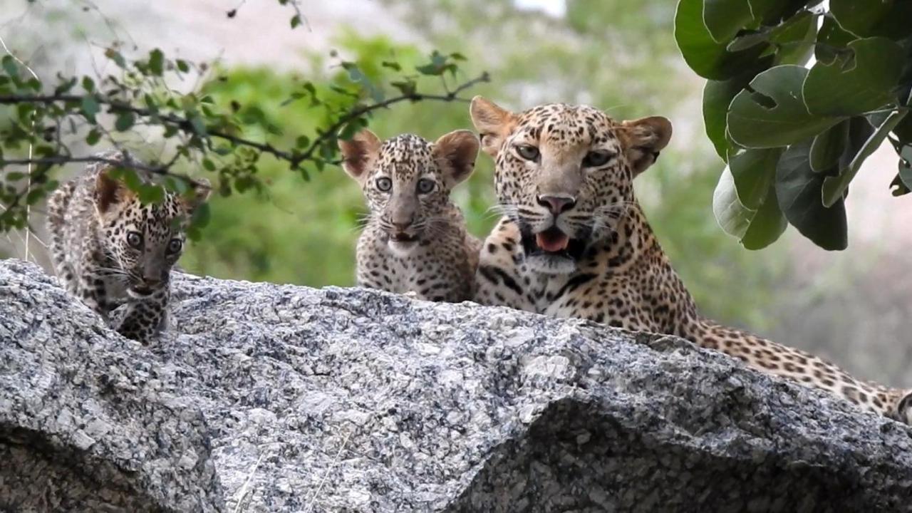 Jawai Leopard Villa Bijapur  Exterior photo