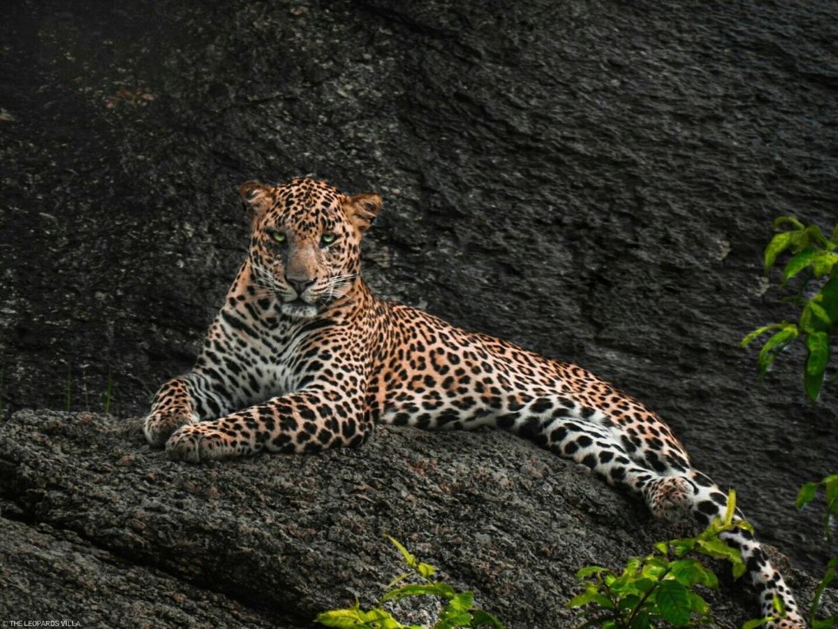 Jawai Leopard Villa Bijapur  Exterior photo