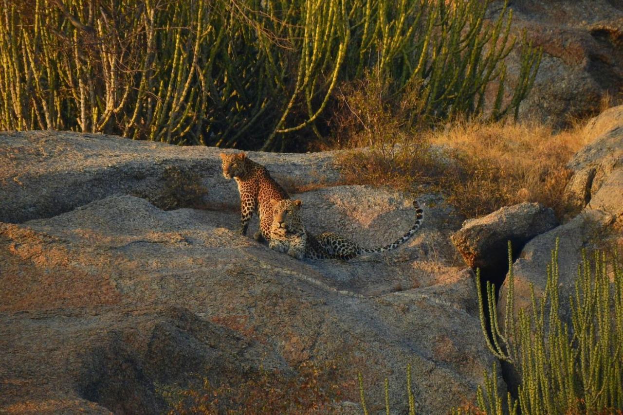 Jawai Leopard Villa Bijapur  Exterior photo