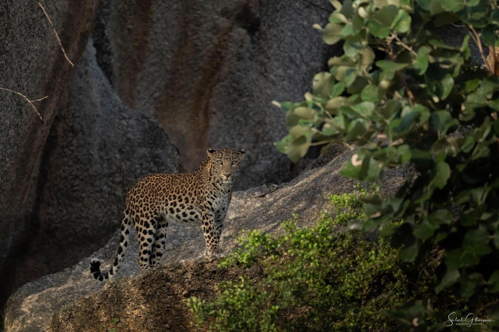 Jawai Leopard Villa Bijapur  Exterior photo